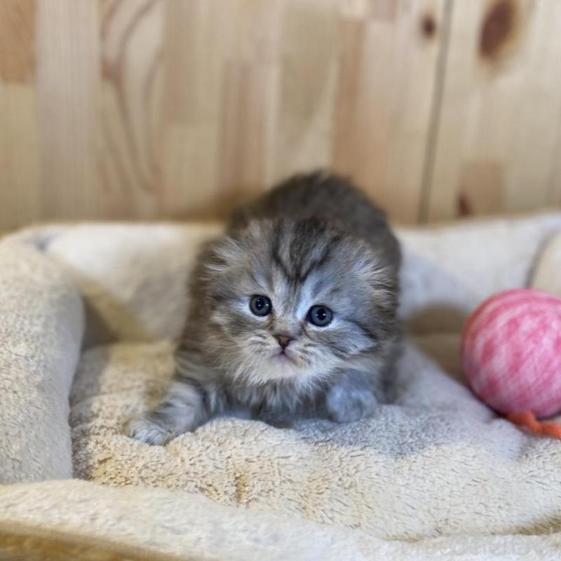 販売中の長野県のスコティッシュフォールド(折れ耳)-136674の7枚目