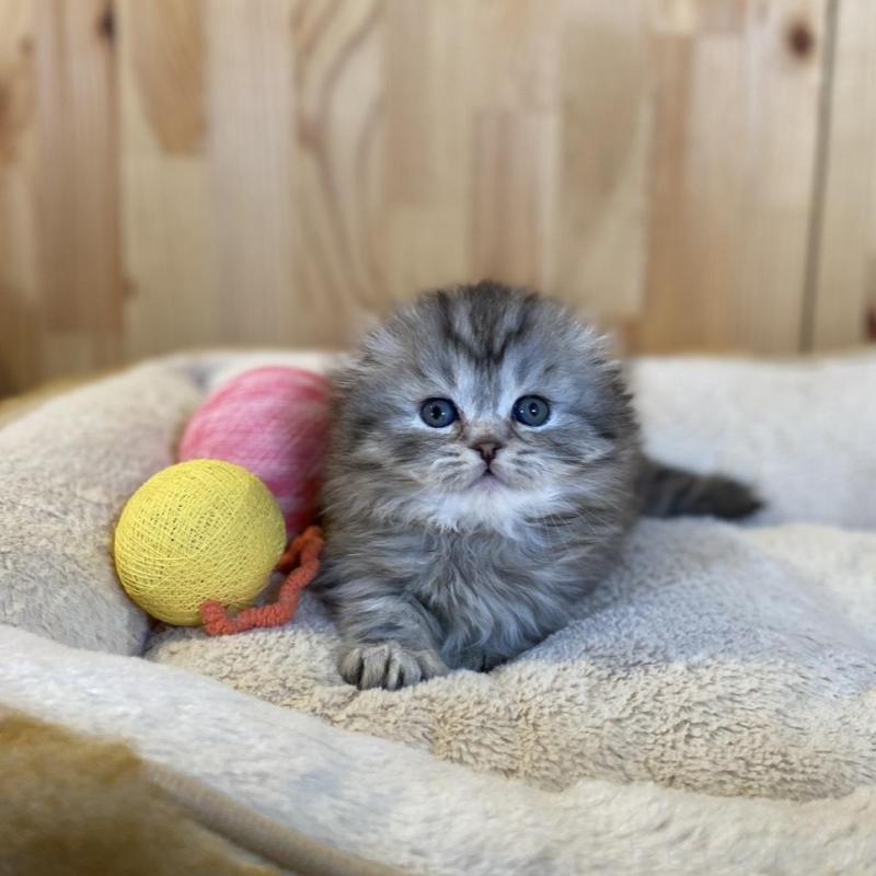 販売中の長野県のスコティッシュフォールド(折れ耳)-136674の6枚目