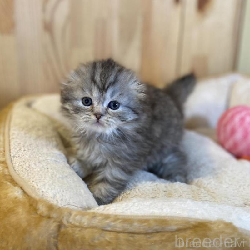 販売中の長野県のスコティッシュフォールド(折れ耳)-136674の4枚目