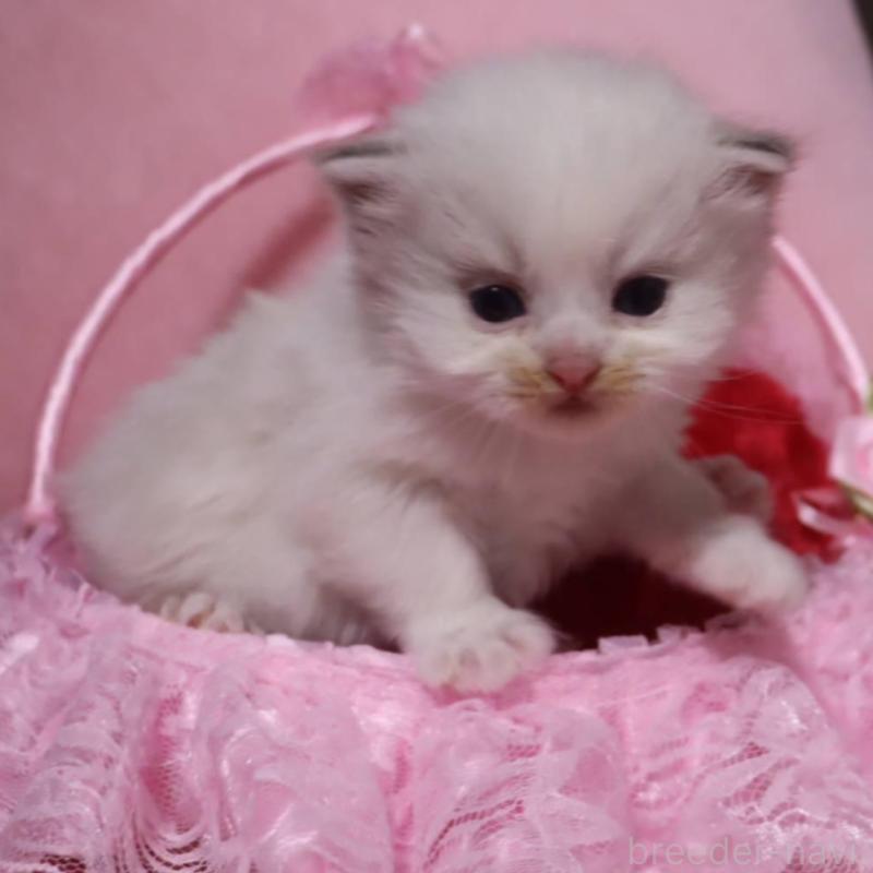 販売中の千葉県のサイベリアン-136675の3枚目