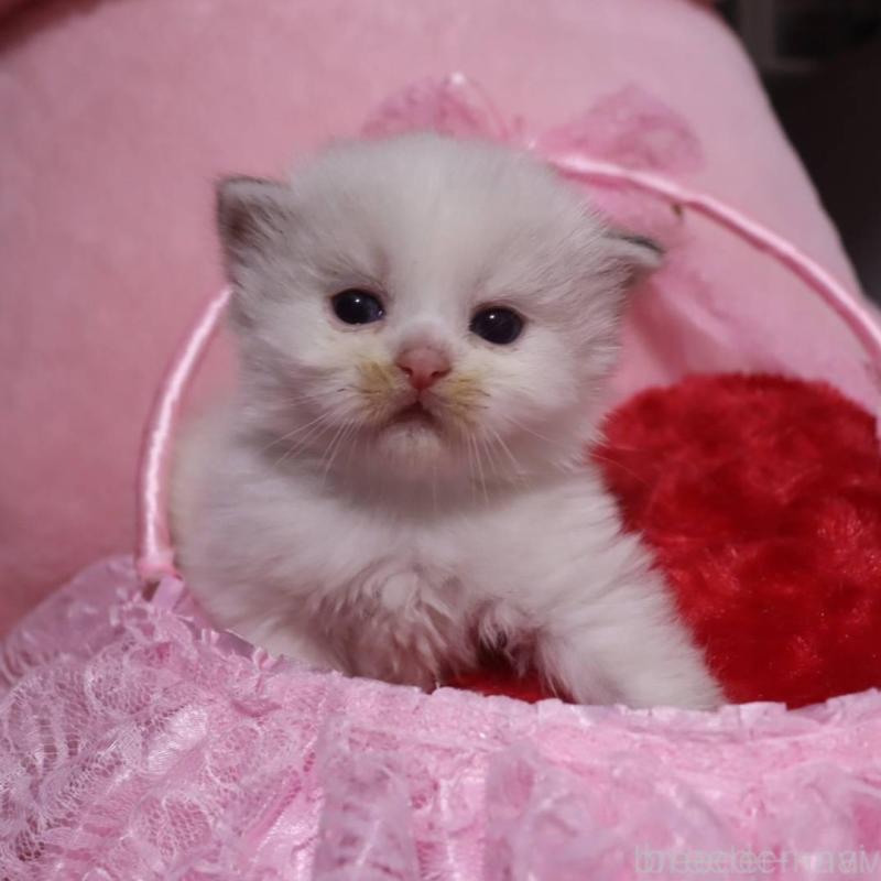 販売中の千葉県のサイベリアン-136675