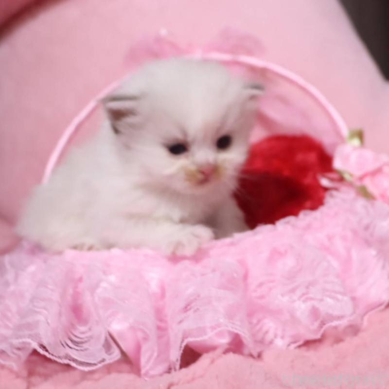 販売中の千葉県のサイベリアン-136675の2枚目