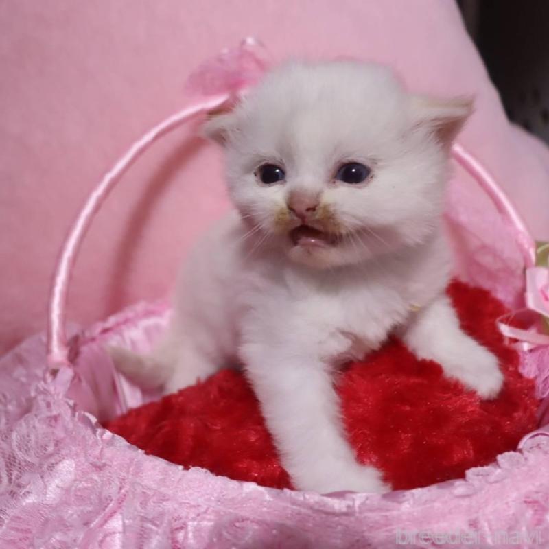 販売中の千葉県のサイベリアン-136676