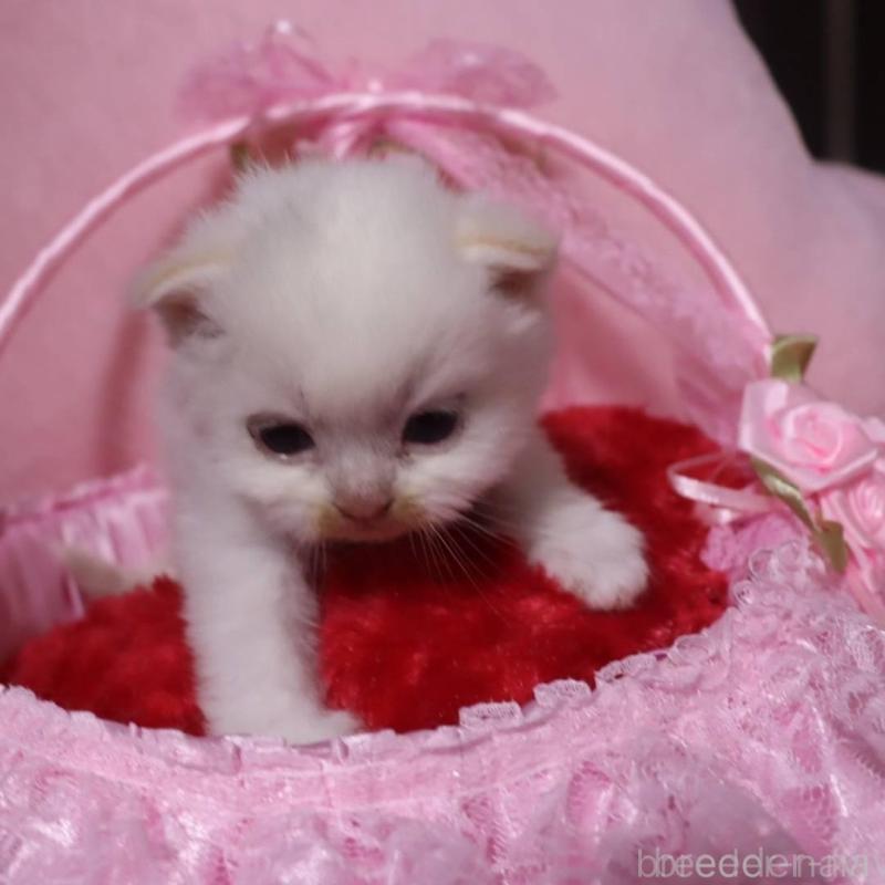 販売中の千葉県のサイベリアン-136676の4枚目