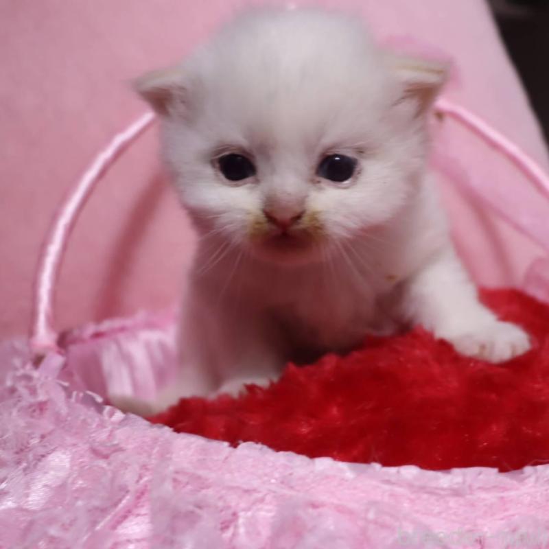 販売中の千葉県のサイベリアン-136676の3枚目