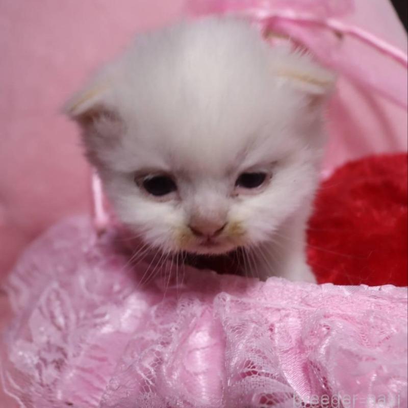 販売中の千葉県のサイベリアン-136676の2枚目