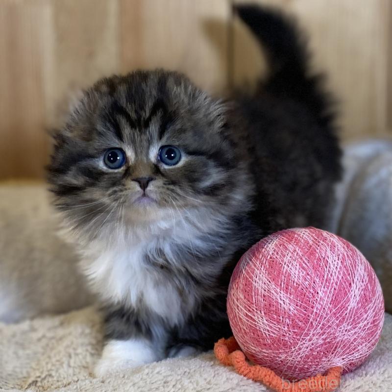 販売中の長野県のスコティッシュフォールド(折れ耳)-136677の11枚目