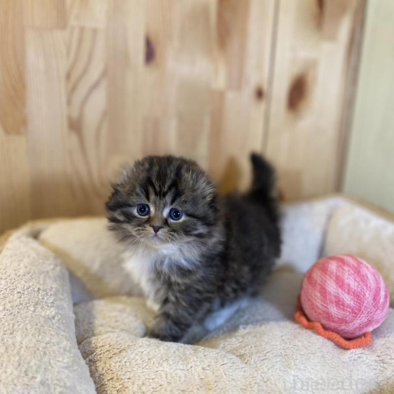 販売中の長野県のスコティッシュフォールド(折れ耳)-136677の9枚目