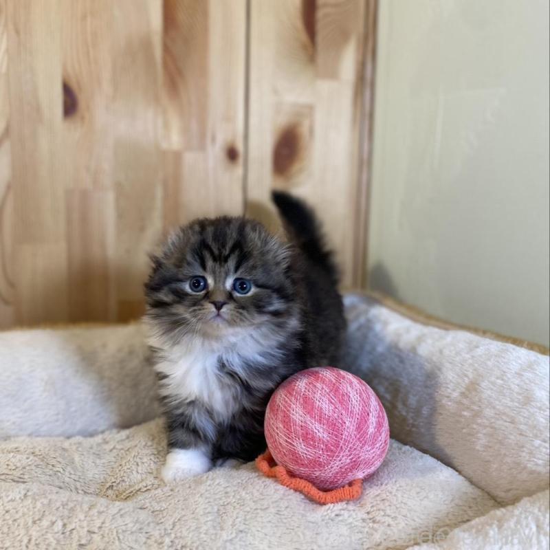 販売中の長野県のスコティッシュフォールド(折れ耳)-136677の8枚目