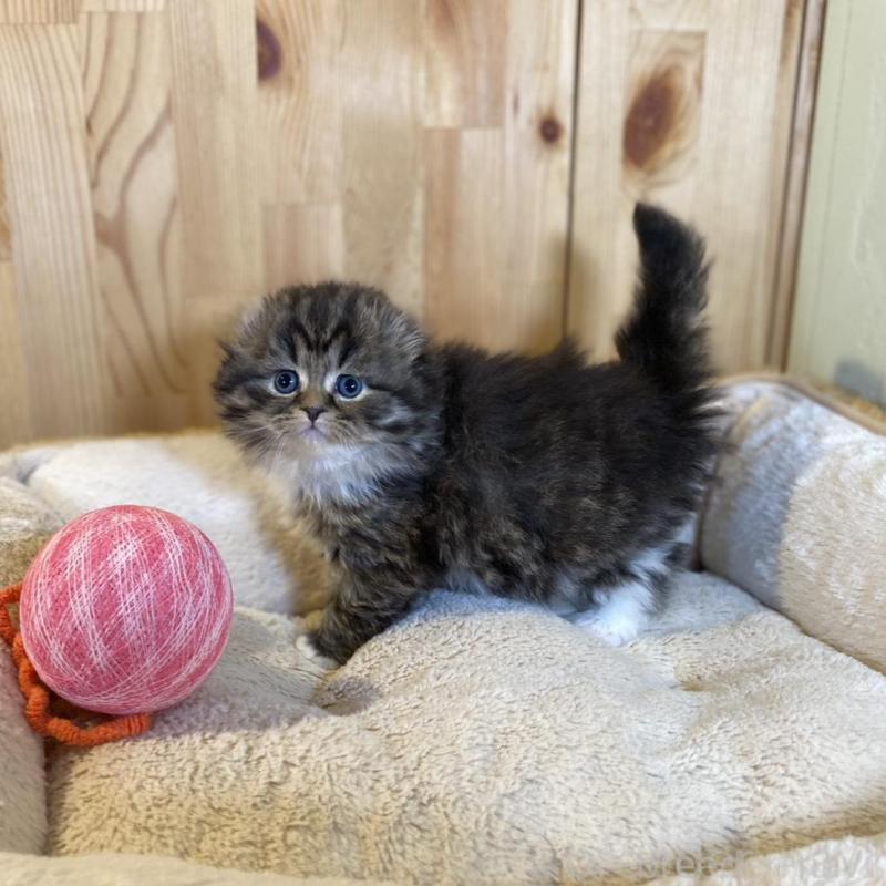 販売中の長野県のスコティッシュフォールド(折れ耳)-136677の7枚目