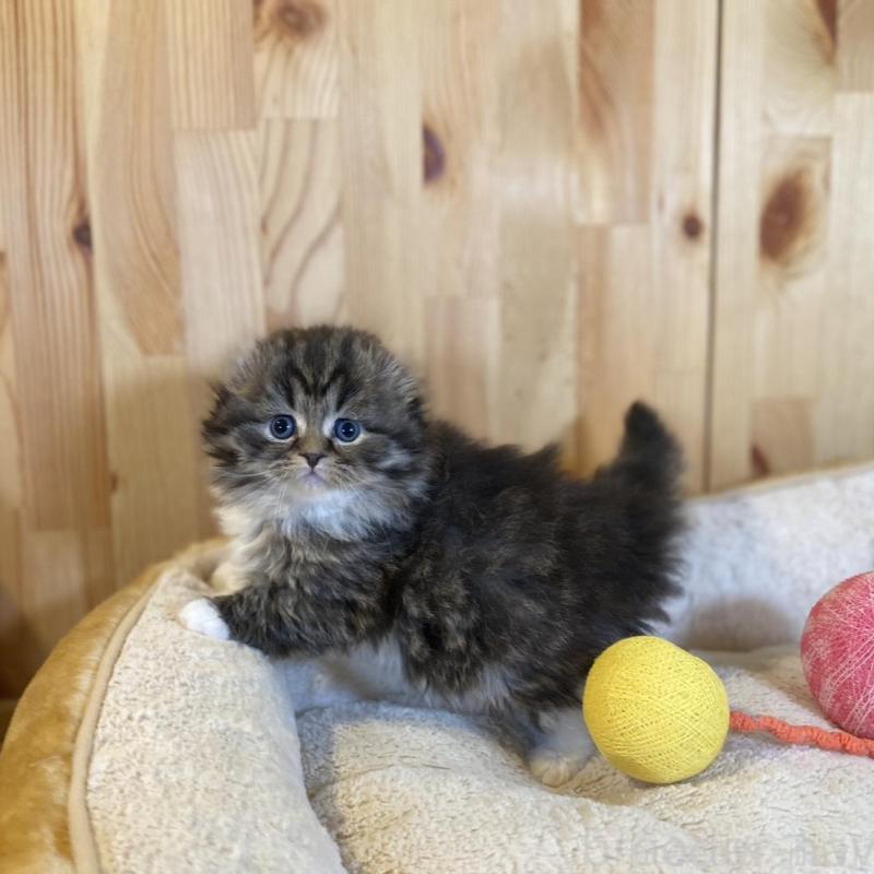 販売中の長野県のスコティッシュフォールド(折れ耳)-136677の6枚目