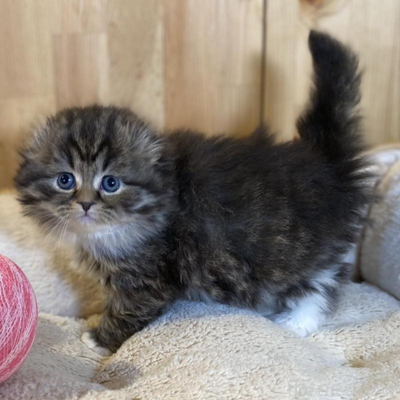 販売中の長野県のスコティッシュフォールド(折れ耳)-136677の5枚目