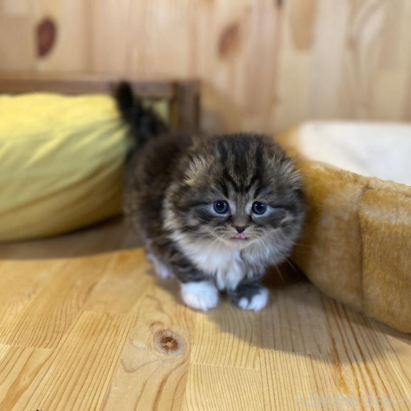 販売中の長野県のスコティッシュフォールド(折れ耳)-136677の4枚目