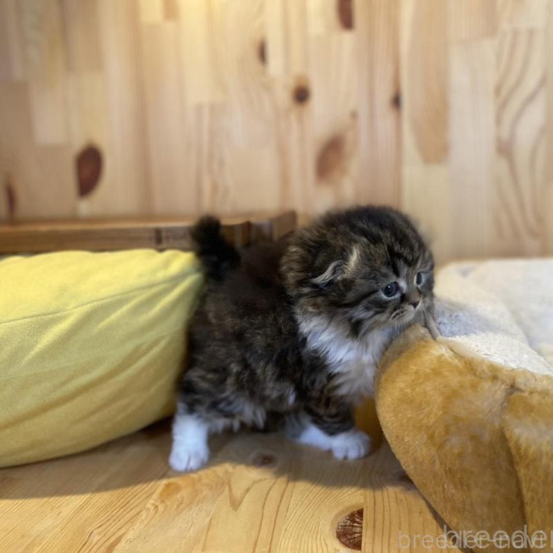 販売中の長野県のスコティッシュフォールド(折れ耳)-136677の3枚目