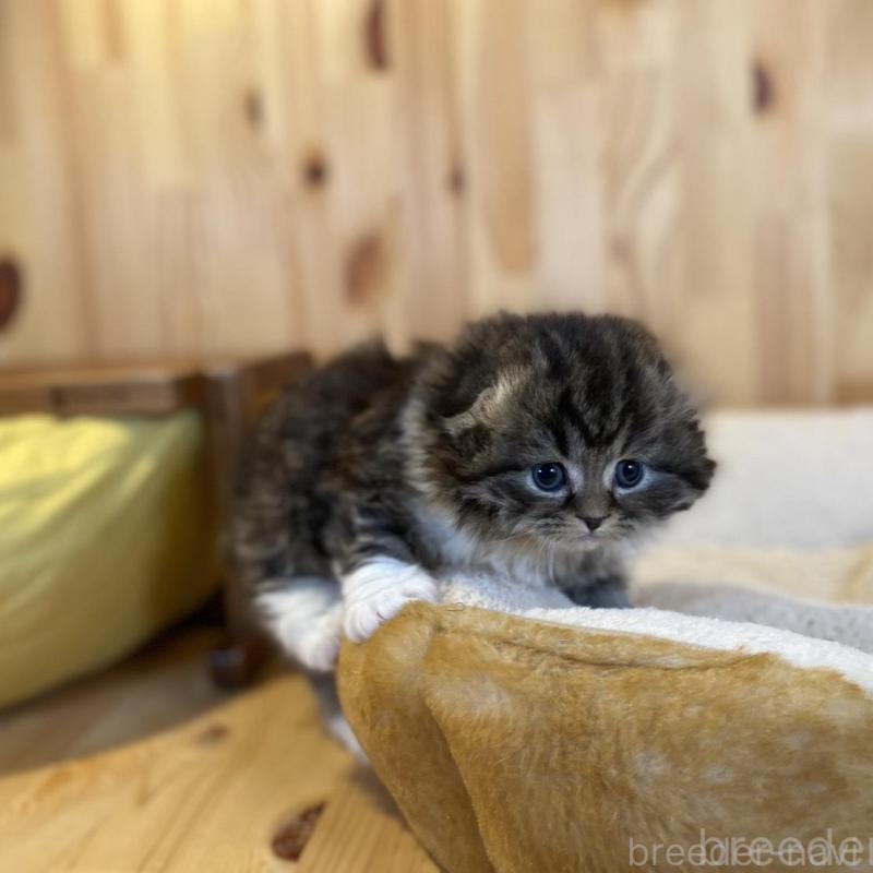 販売中の長野県のスコティッシュフォールド(折れ耳)-136677の2枚目