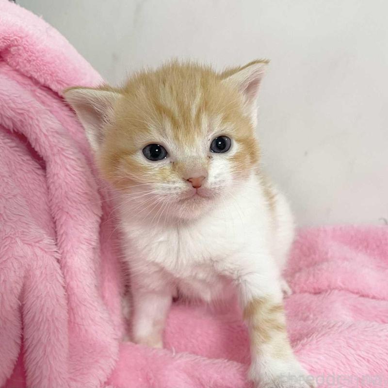 販売中の埼玉県のマンチカン-136678の1枚目