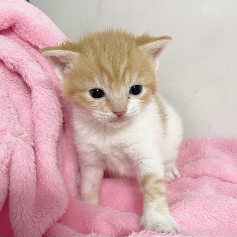 販売中の埼玉県のマンチカン-136678の3枚目