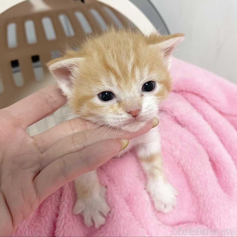 販売中の埼玉県のマンチカン-136678の2枚目