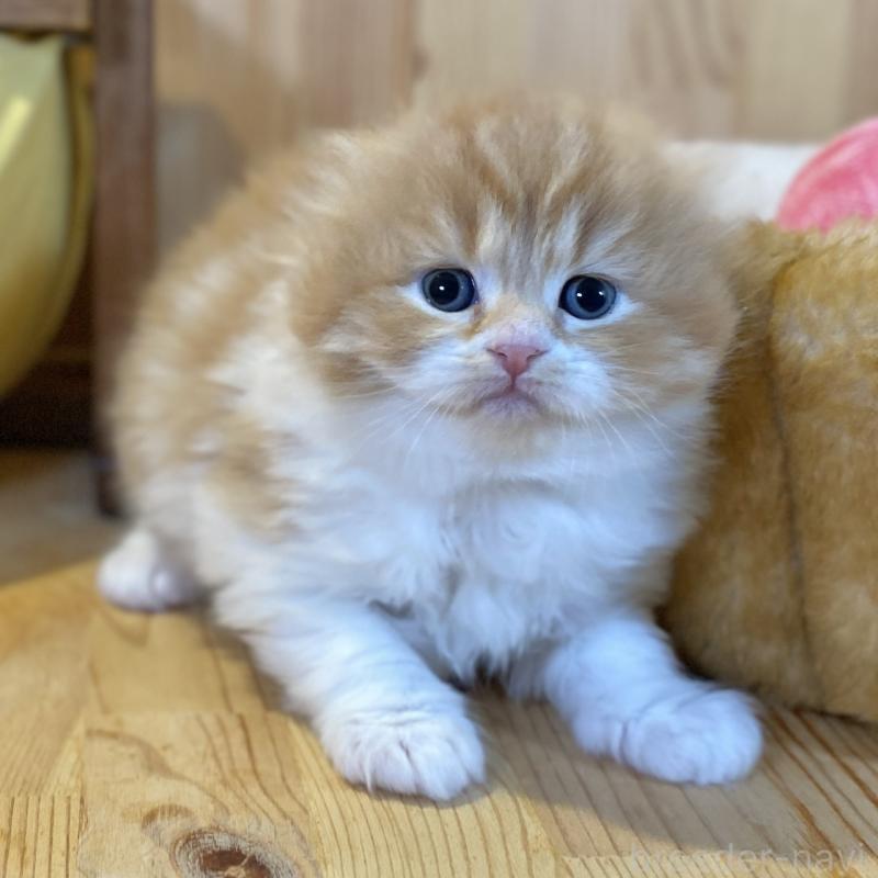 販売中の長野県のスコティッシュフォールド(折れ耳)-136679の1枚目