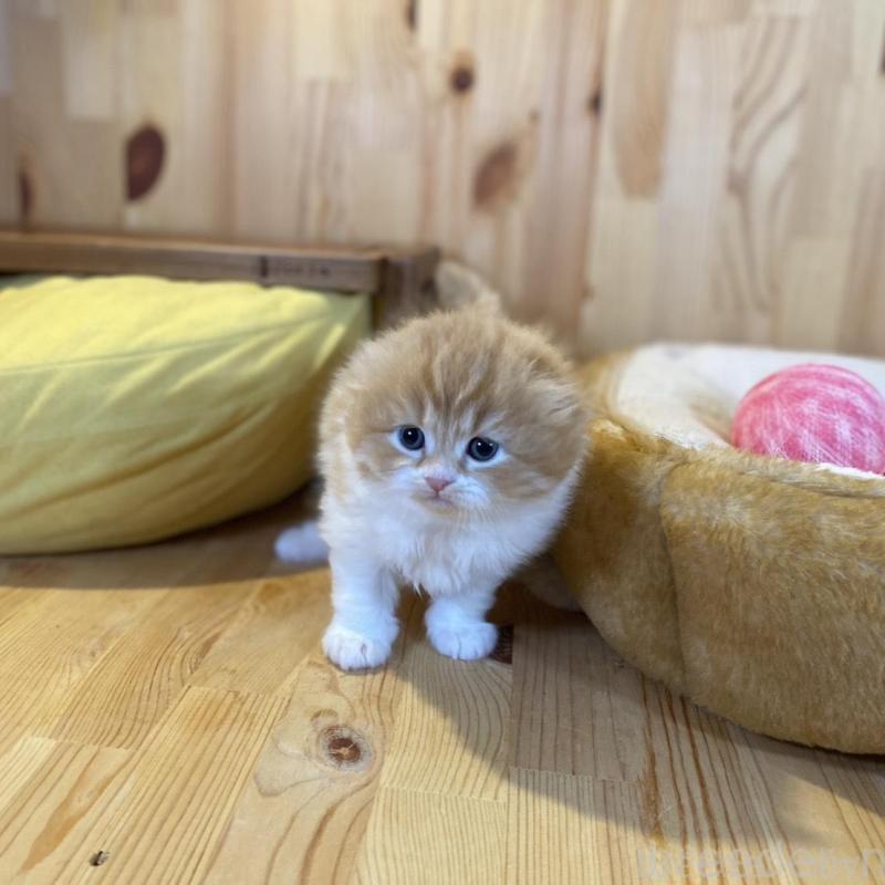 販売中の長野県のスコティッシュフォールド(折れ耳)-136679の10枚目