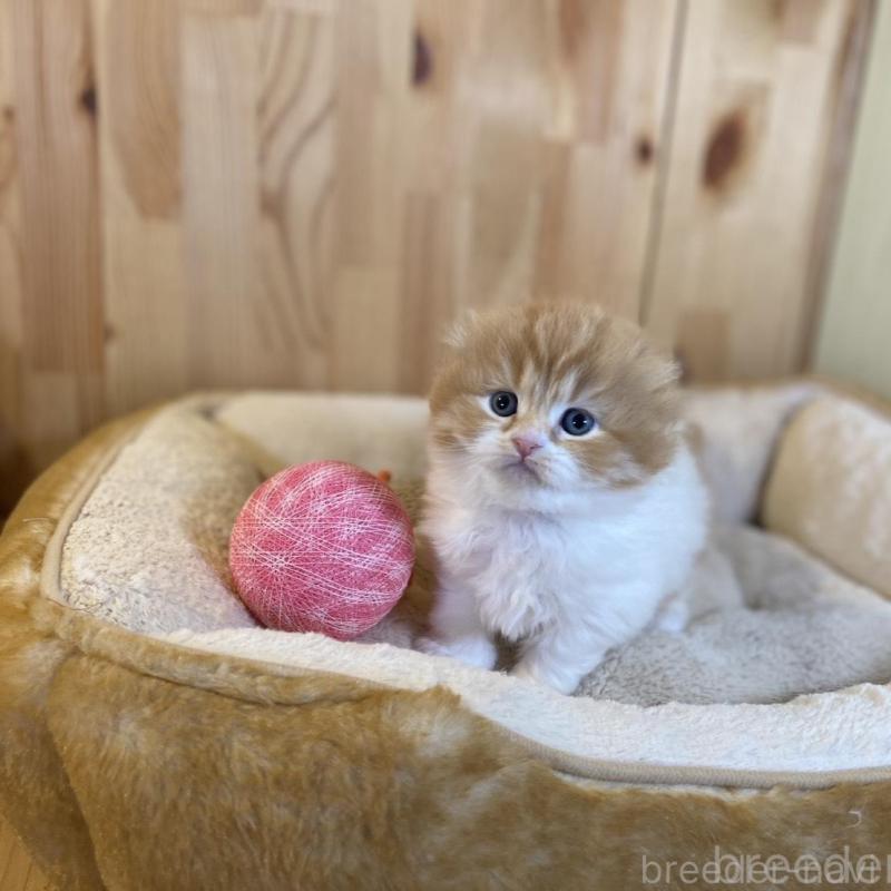 販売中の長野県のスコティッシュフォールド(折れ耳)-136679の9枚目