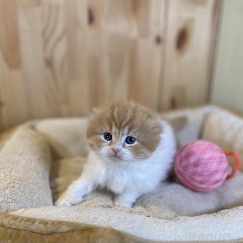 販売中の長野県のスコティッシュフォールド(折れ耳)-136679の8枚目