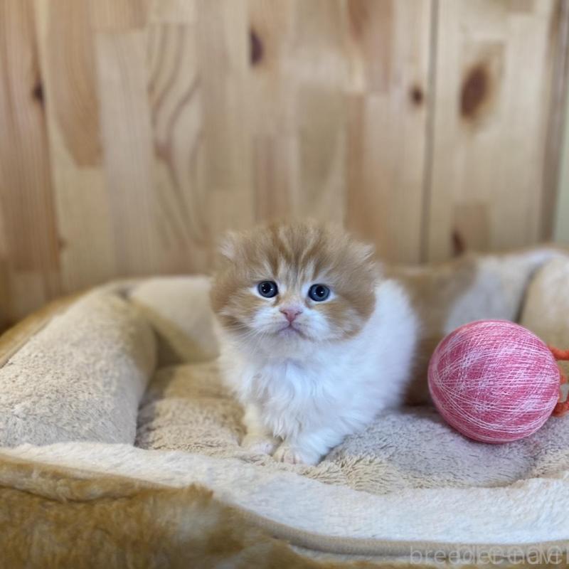 販売中の長野県のスコティッシュフォールド(折れ耳)-136679の7枚目