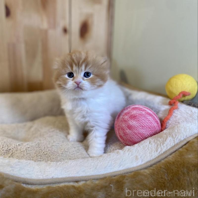 販売中の長野県のスコティッシュフォールド(折れ耳)-136679の6枚目