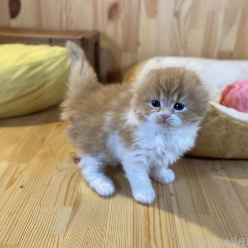 販売中の長野県のスコティッシュフォールド(折れ耳)-136679の5枚目