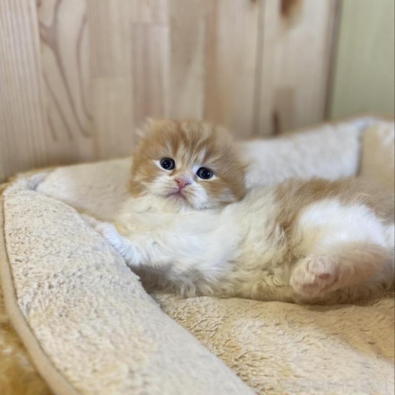 販売中の長野県のスコティッシュフォールド(折れ耳)-136679の4枚目