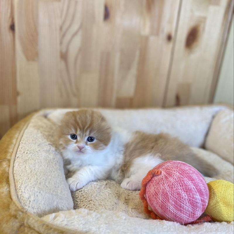 販売中の長野県のスコティッシュフォールド(折れ耳)-136679の3枚目