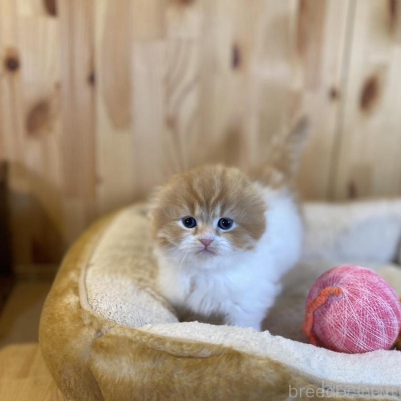 販売中の長野県のスコティッシュフォールド(折れ耳)-136679の2枚目