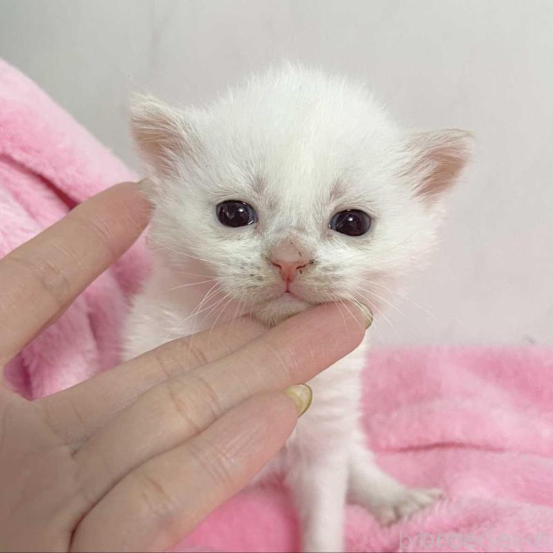 販売中の埼玉県のマンチカン-136680の4枚目