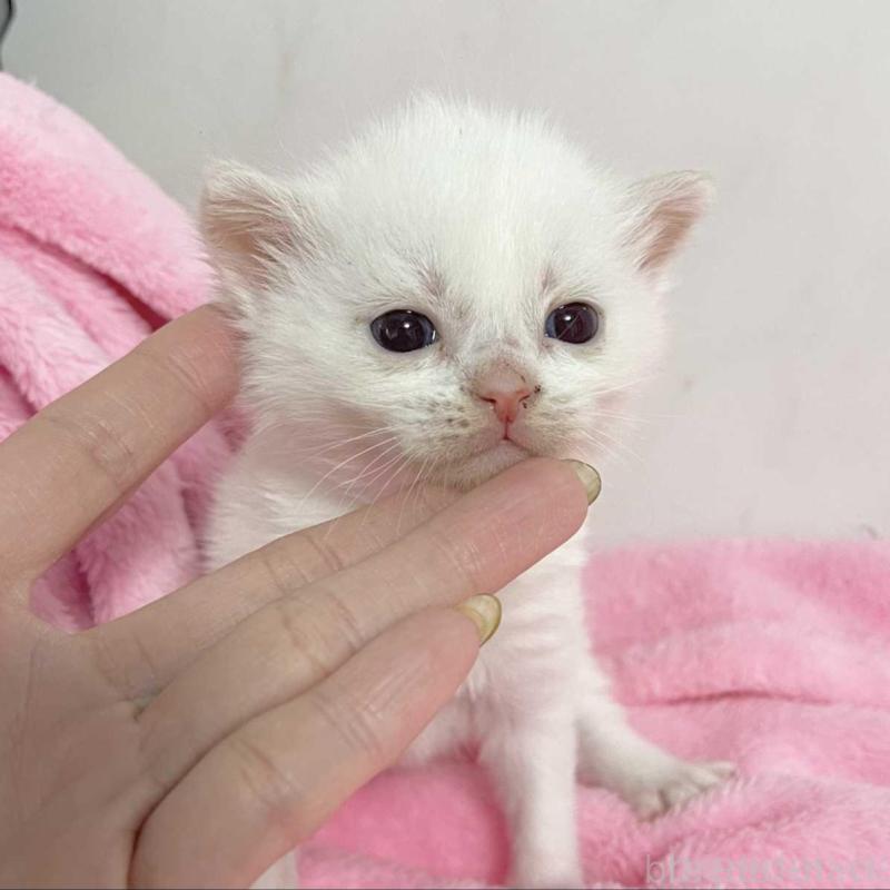 販売中の埼玉県のマンチカン-136680の3枚目