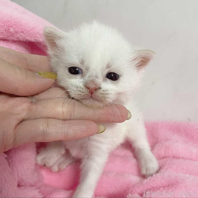 販売中の埼玉県のマンチカン-136680の2枚目