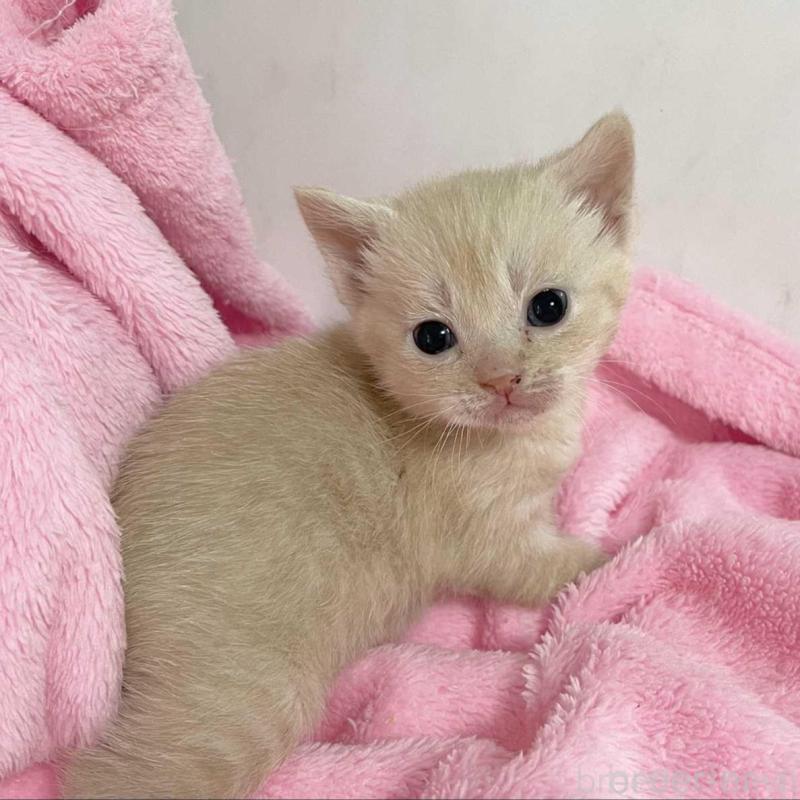 販売中の埼玉県のマンチカン-136681の3枚目