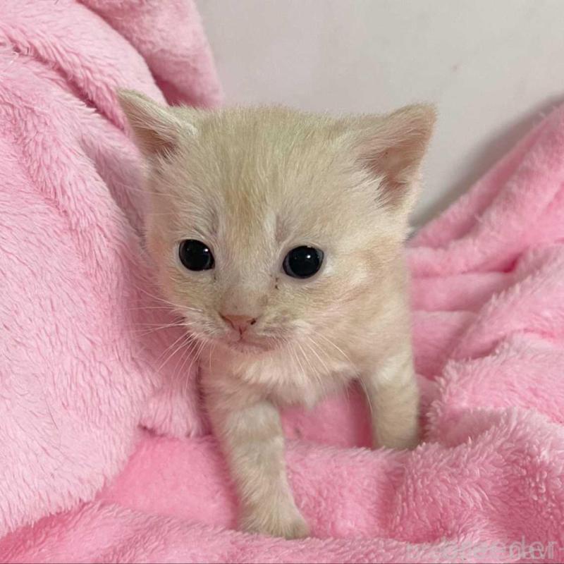 販売中の埼玉県のマンチカン-136681