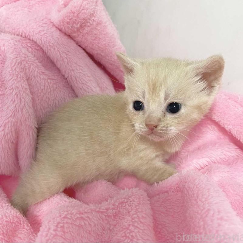 販売中の埼玉県のマンチカン-136681の2枚目