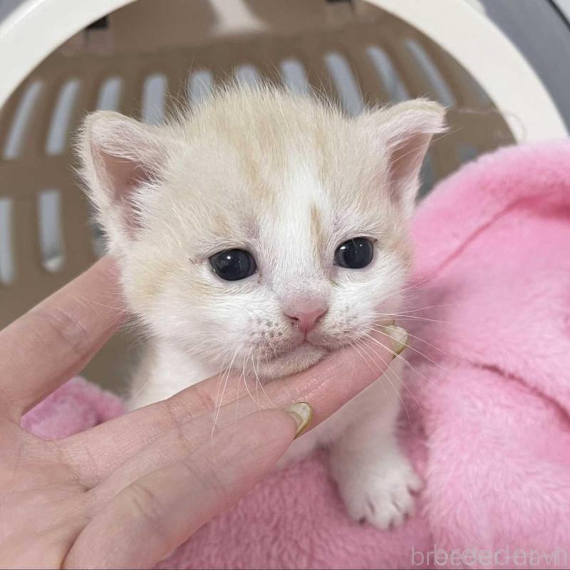 販売中の埼玉県のマンチカン(短足)-136682の5枚目