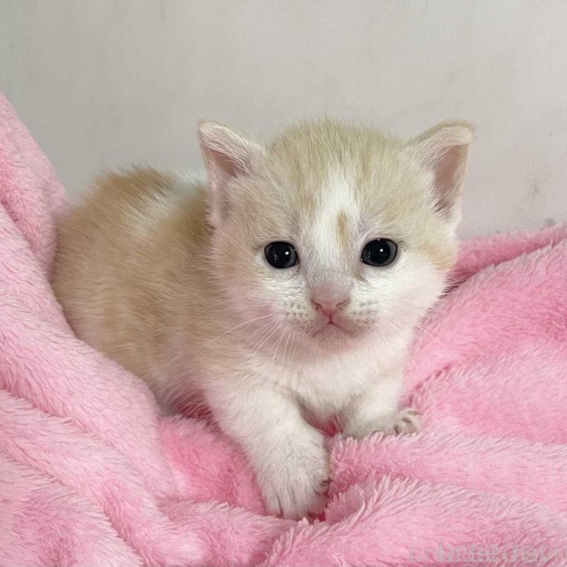 販売中の埼玉県のマンチカン(短足)-136682の4枚目