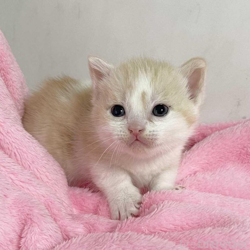 販売中の埼玉県のマンチカン(短足)-136682の3枚目