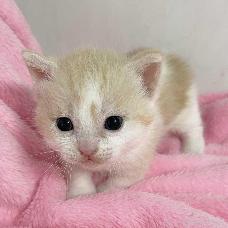 販売中の埼玉県のマンチカン(短足)-136682の2枚目