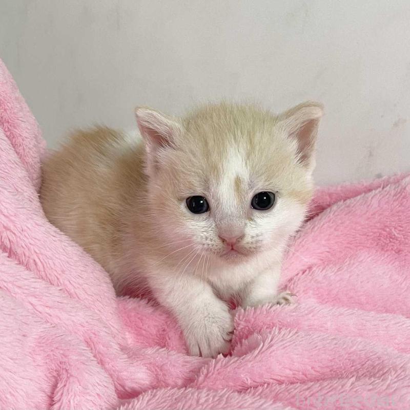 販売中の埼玉県のマンチカン(短足)-136682