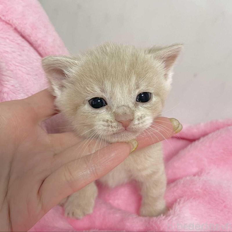 販売中の埼玉県のマンチカン(短足)-136683