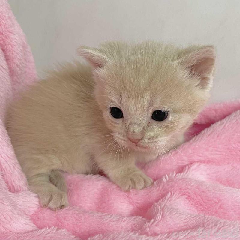 販売中の埼玉県のマンチカン(短足)-136683の4枚目