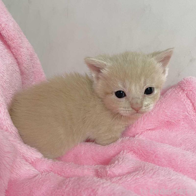 販売中の埼玉県のマンチカン(短足)-136683の3枚目