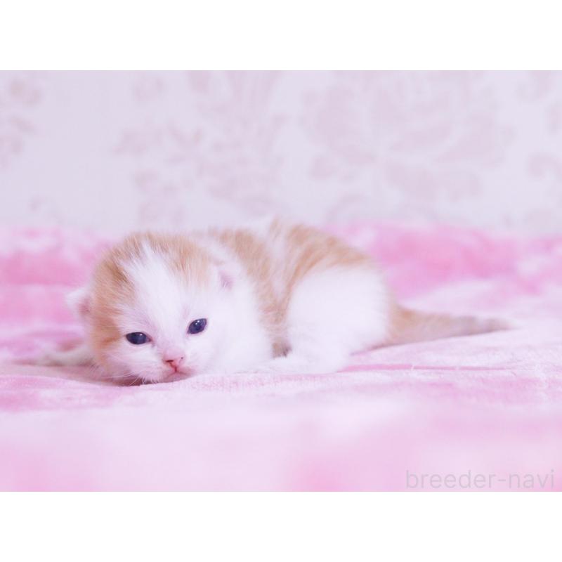 販売中の東京都のマンチカン-136684の5枚目