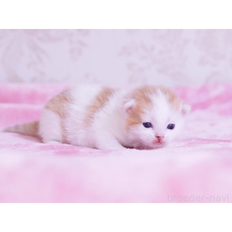 販売中の東京都のマンチカン-136684の4枚目