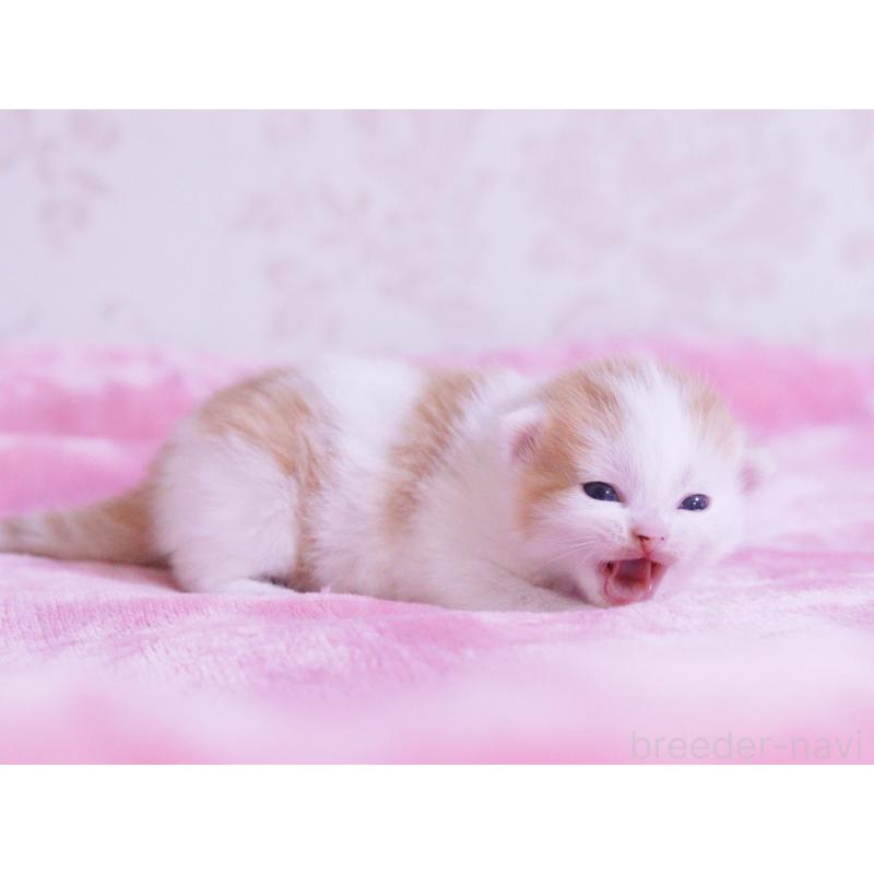 販売中の東京都のマンチカン-136684の3枚目