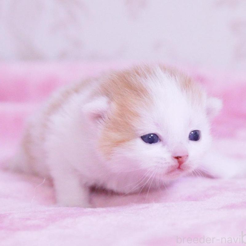 販売中の東京都のマンチカン-136684の1枚目